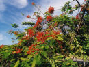 Flowering Shrub queensland